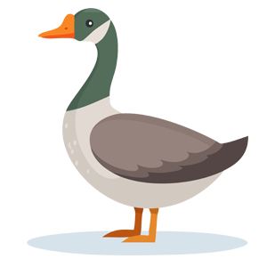 Aves