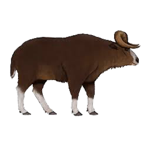 Bóvidos
