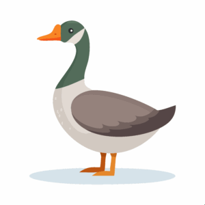 Aves